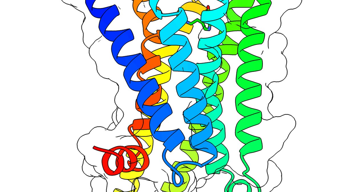 Molecular ribbon model of a secreted BMP and Wnt signalling protein illustrating USAG-1 (SOSTDC1), the target of a selective anti-USAG-1 antibody &mdash; Panacea Bio Chem, Bogdan Dicoias